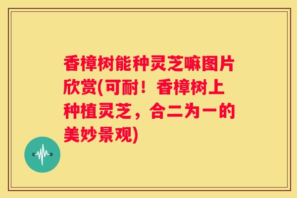 香樟树能种灵芝嘛图片欣赏(可耐！香樟树上种植灵芝，合二为一的美妙景观)