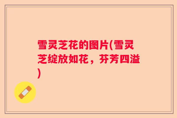 雪灵芝花的图片(雪灵芝绽放如花,芬芳四溢) 雪灵芝花的图片(雪灵芝绽放如花,芬芳四溢)