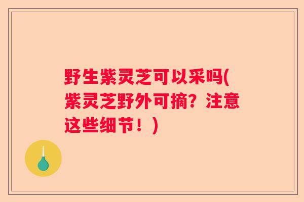 野生紫灵芝可以采吗(紫灵芝野外可摘？注意这些细节！)