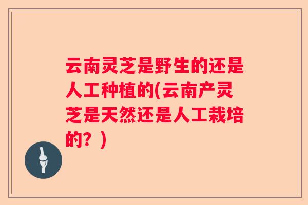 云南灵芝是野生的还是人工种植的(云南产灵芝是天然还是人工栽培的?) 云南灵芝是野生的还是人工种植的(云南产灵芝是天然还是人工栽培的?)