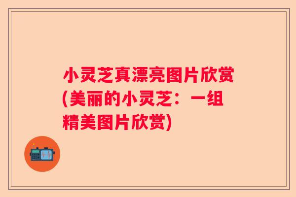 小灵芝真漂亮图片欣赏(美丽的小灵芝:一组精美图片欣赏) 小灵芝真漂亮图片欣赏(美丽的小灵芝:一组精美图片欣赏)