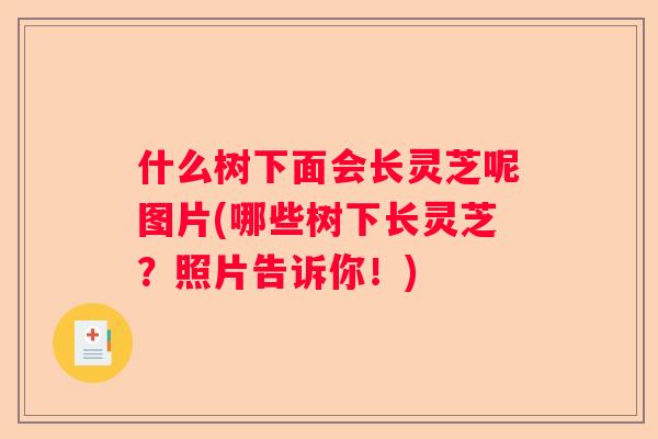 什么树下面会长灵芝呢图片(哪些树下长灵芝?照片告诉你!) 什么树下面会长灵芝呢图片(哪些树下长灵芝?照片告诉你!)