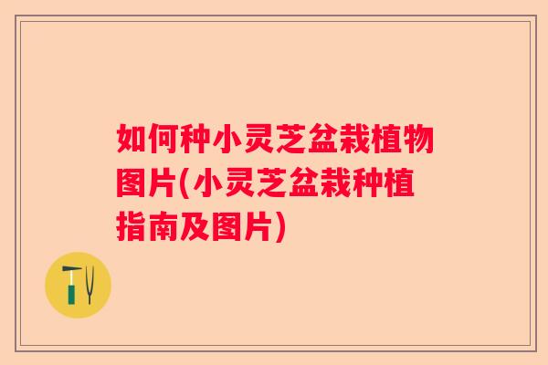 如何种小灵芝盆栽植物图片(小灵芝盆栽种植指南及图片) 如何种小灵芝盆栽植物图片(小灵芝盆栽种植指南及图片)