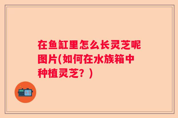 在鱼缸里怎么长灵芝呢图片(如何在水族箱中种植灵芝？)