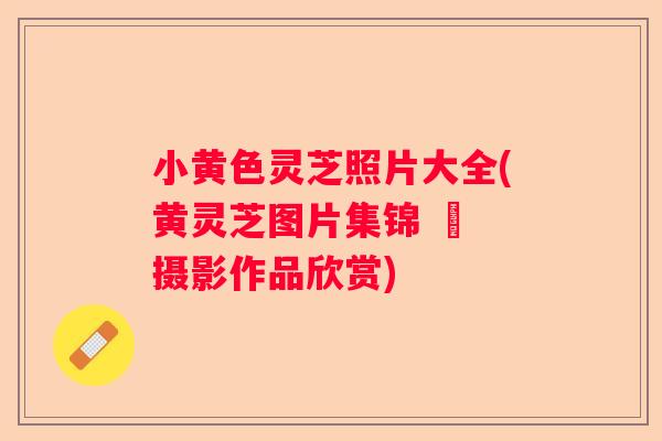 小黄色灵芝照片大全(黄灵芝图片集锦 – 摄影作品欣赏) 小黄色灵芝照片大全(黄灵芝图片集锦 – 摄影作品欣赏)