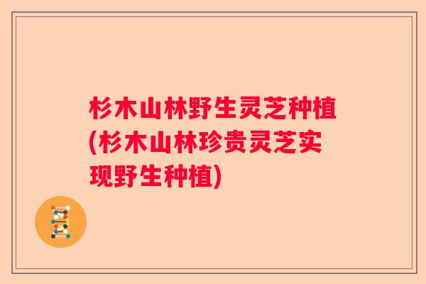 杉木山林野生灵芝种植(杉木山林珍贵灵芝实现野生种植)