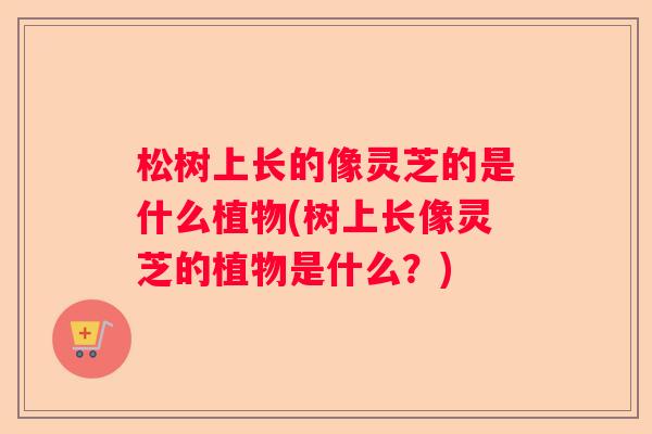 松树上长的像灵芝的是什么植物(树上长像灵芝的植物是什么?) 松树上长的像灵芝的是什么植物(树上长像灵芝的植物是什么?)