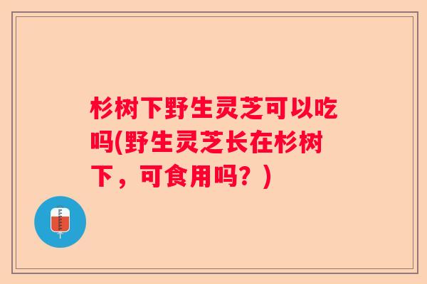 杉树下野生灵芝可以吃吗(野生灵芝长在杉树下,可食用吗?) 杉树下野生灵芝可以吃吗(野生灵芝长在杉树下,可食用吗?)