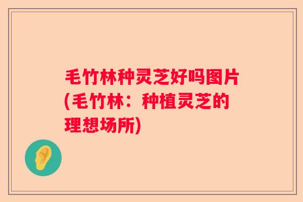 毛竹林种灵芝好吗图片(毛竹林：种植灵芝的理想场所)