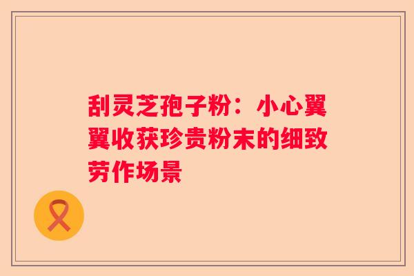 刮灵芝孢子粉：小心翼翼收获珍贵粉末的细致劳作场景